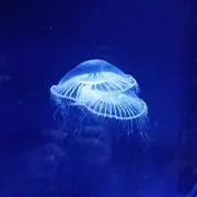 ももにゃんの画像