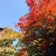 さかたの画像