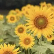 にいな