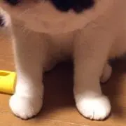 こったこ