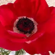 ルル/自己紹介必読願います