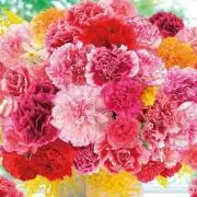 Yumera