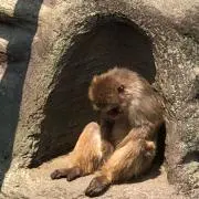 猿古着屋