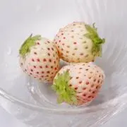 オフジの画像