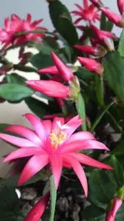☆Hana☆の画像