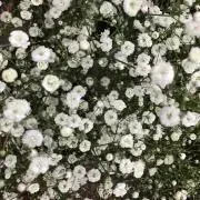 もちの画像