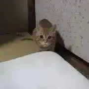 ともきの画像