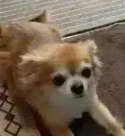コタローの画像