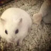 チャムの画像