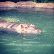 きらぞう。