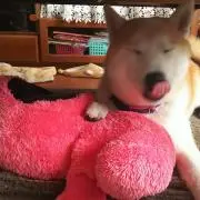 チチの画像
