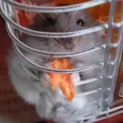 ハムレットの画像