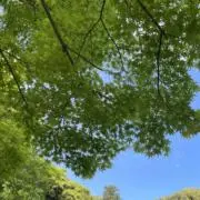 Laniの画像