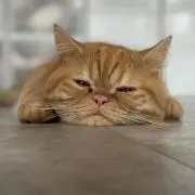 ぽっちゃりの画像
