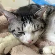 ココ福屋の画像