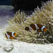 アリー