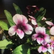 REALUNAの画像