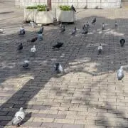 あの画像