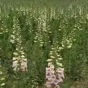 たまメルの画像