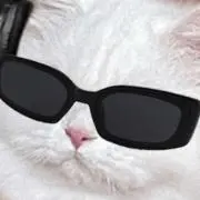 ぴぴの画像