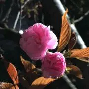 まーの画像