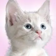 (^з^)-☆。o,+:。