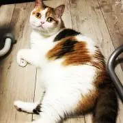 らんまる