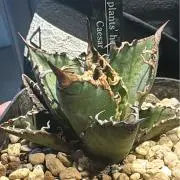 牡蠣