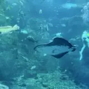 まるこ