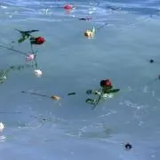 はむの画像