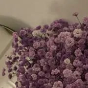 waの画像