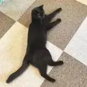 ジジ