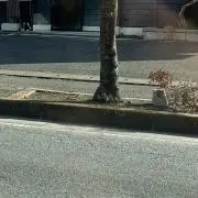 シャボン