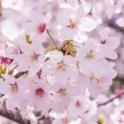 sakuraの画像