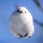 大福の画像