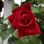 エリンギの画像