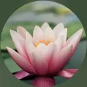 MSKの画像