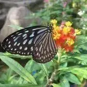 machi ＊発送は平日のみの画像