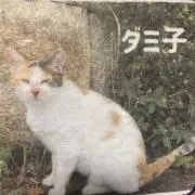 DAMIMIKEの画像