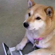 ぴぃ