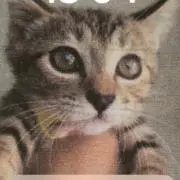 デル