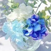 HAKU☆の画像