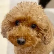 ひかる