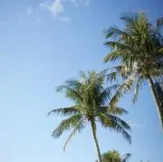 こあの画像