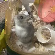よしこの画像
