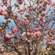 しまじまの画像
