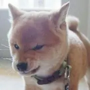 しぃ