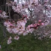 Maotoの画像