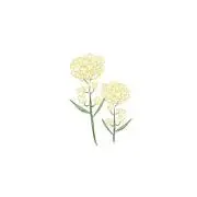 しいの画像