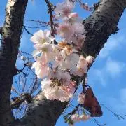 ぱふゅ